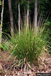Longleaf Woodoats /
Chasmanthium sessiliflorum (Syn. Uniola sessiliflora)