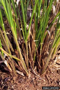 Longleaf Woodoats /
Chasmanthium sessiliflorum (Syn. Uniola sessiliflora)