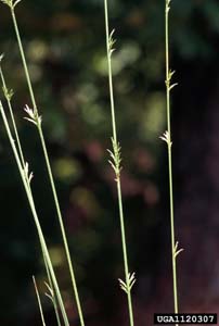 Longleaf Woodoats /
Chasmanthium sessiliflorum (Syn. Uniola sessiliflora)