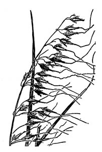 Lopsided Indian Grass /
Sorghastrum secundum