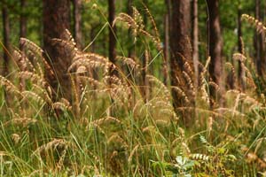 Lopsided Indian Grass /
Sorghastrum secundum