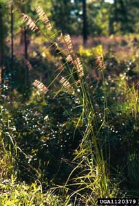 Lopsided Indian Grass /
Sorghastrum secundum