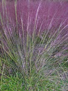 Pink Muhly Grass, Hair-awn Muhly Grass
/ Muhlenbergia capillaris