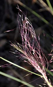 Pink Muhly Grass, Hair-awn Muhly Grass
/ Muhlenbergia capillaris