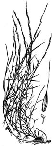 Nimblewill, Nimbleweed /
Muhlenbergia schreberi