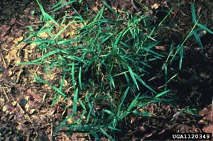 Nimblewill, Nimbleweed /
Muhlenbergia schreberi