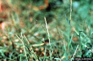 Nimblewill, Nimbleweed /
Muhlenbergia schreberi