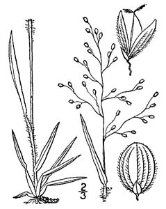 Open-flower Rosettegrass, Soft Tuft
Witchgrass / Dichanthelium laxiflorum