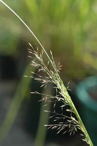 Switchgrass /
Panicum virgatum