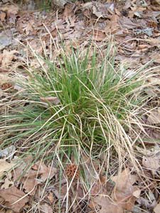 Pennsylvania Sedge /
Carex pennsylvanica