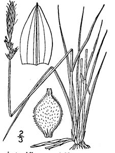 Pennsylvania Sedge /
Carex pennsylvanica
