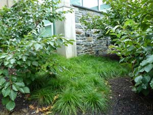 Pennsylvania Sedge /
Carex pennsylvanica