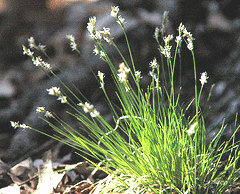 Pennsylvania Sedge /
Carex pennsylvanica