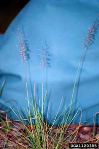 Pineywoods Dropseed,
Sandhill Dropseed / Sporobolus junceus