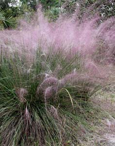 Pink Muhly Grass, Hair-awn Muhly Grass
/ Muhlenbergia capillaris