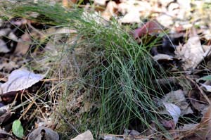 Early Bluegrass /
Poa cuspidata