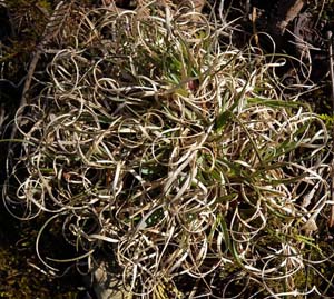 Poverty Oatgrass /
Danthonia spicata