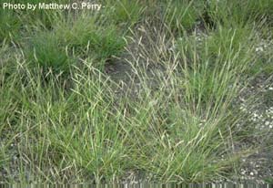 Poverty Oatgrass /
Danthonia spicata