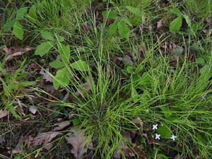 Poverty Oatgrass /
Danthonia spicata