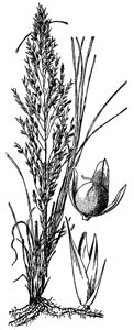 Prairie Dropseed /
Sporobolus heterolepis