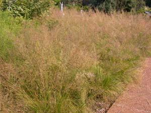 Prairie Dropseed /
Sporobolus heterolepis