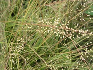Prairie Dropseed /
Sporobolus heterolepis
