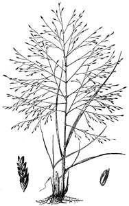 Purple Lovegrass /
Eragrostis spectabilis