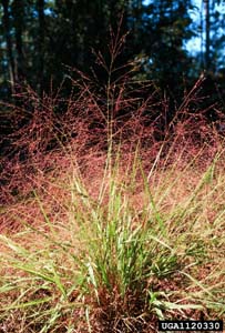 Purple Lovegrass /
Eragrostis spectabilis