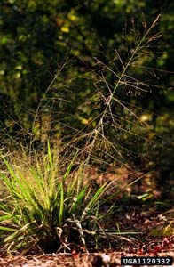 Purple Lovegrass /
Eragrostis spectabilis
