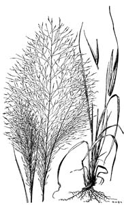 Purple Muhly Grass, Sweetgrass, Dune Hairgrass, Basket Grass /
Muhlenbergia sericea (Syn. Muhlenbergia filipes)