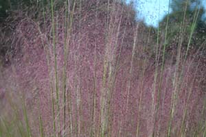 Purple Muhly Grass, Sweetgrass, Dune Hairgrass, Basket Grass /
Muhlenbergia sericea (Syn. Muhlenbergia filipes)