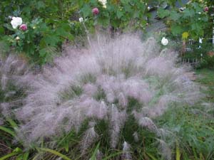 Purple Muhly Grass, Sweetgrass, Dune Hairgrass, Basket Grass /
Muhlenbergia sericea (Syn. Muhlenbergia filipes)