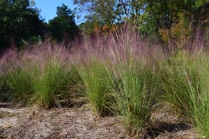 Purple Muhly Grass, Sweetgrass, Dune Hairgrass, Basket Grass /
Muhlenbergia sericea (Syn. Muhlenbergia filipes)