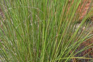 Purple Muhly Grass, Sweetgrass, Dune Hairgrass, Basket Grass /
Muhlenbergia sericea (Syn. Muhlenbergia filipes)