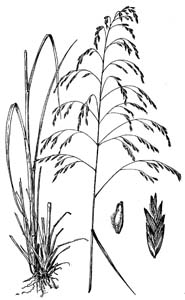 Purpletop, Purpletop Tridens /
Tridens flavus