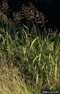 Purpletop, Purpletop Tridens /
Tridens flavus