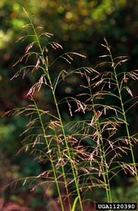 Purpletop, Purpletop Tridens /
Tridens flavus