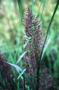 Redtop Panic Grass /
Panicum rigidulum
(Syn. Panicum agrostroides,
Syn. Coleataenia longifolia)