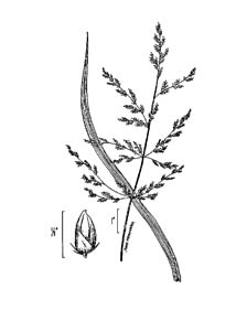 Redtop Panic Grass /
Panicum rigidulum
(Syn. Panicum agrostroides,
Syn. Coleataenia longifolia)
