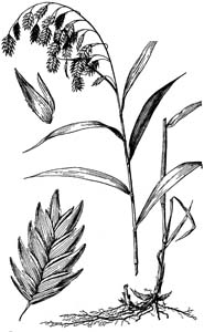 River Oats, Upland Sea Oats,
Northern Sea Oats /
Chasmanthium latifolium
(Syn. Uniola latifolia)