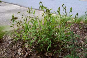 River Oats, Upland Sea Oats,
Northern Sea Oats /
Chasmanthium latifolium
(Syn. Uniola latifolia)