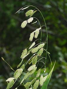 River Oats, Upland Sea Oats,
Northern Sea Oats /
Chasmanthium latifolium
(Syn. Uniola latifolia)