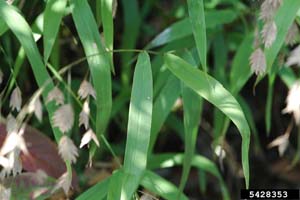 River Oats, Upland Sea Oats,
Northern Sea Oats /
Chasmanthium latifolium
(Syn. Uniola latifolia)