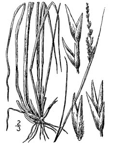 Rough Dropseed /
Sporobolus clandestinus