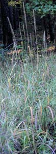 Silver Plumegrass /
Saccharum alopecuroides
(Syn. Saccharum alopecuroidum,
Erianthus alopecuroides)