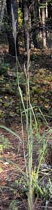 Silver Plumegrass /
Saccharum alopecuroides
(Syn. Saccharum alopecuroidum,
Erianthus alopecuroides)