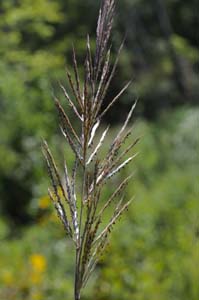 Giant Plumegrass, Sugarcane Plumegrass /
Saccharum giganteum (Syn. Erianthus giganteus)