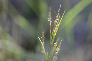 Little Bluestem, Bunchgrass /
Schizachyrium scoparium
(Syn. Andropogon scoparium)