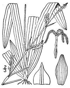 Seersucker Sedge, Plantainleaf Sedge /
Carex plantaginea
