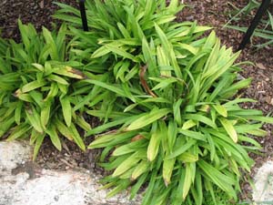 Seersucker Sedge, Plantainleaf Sedge /
Carex plantaginea
